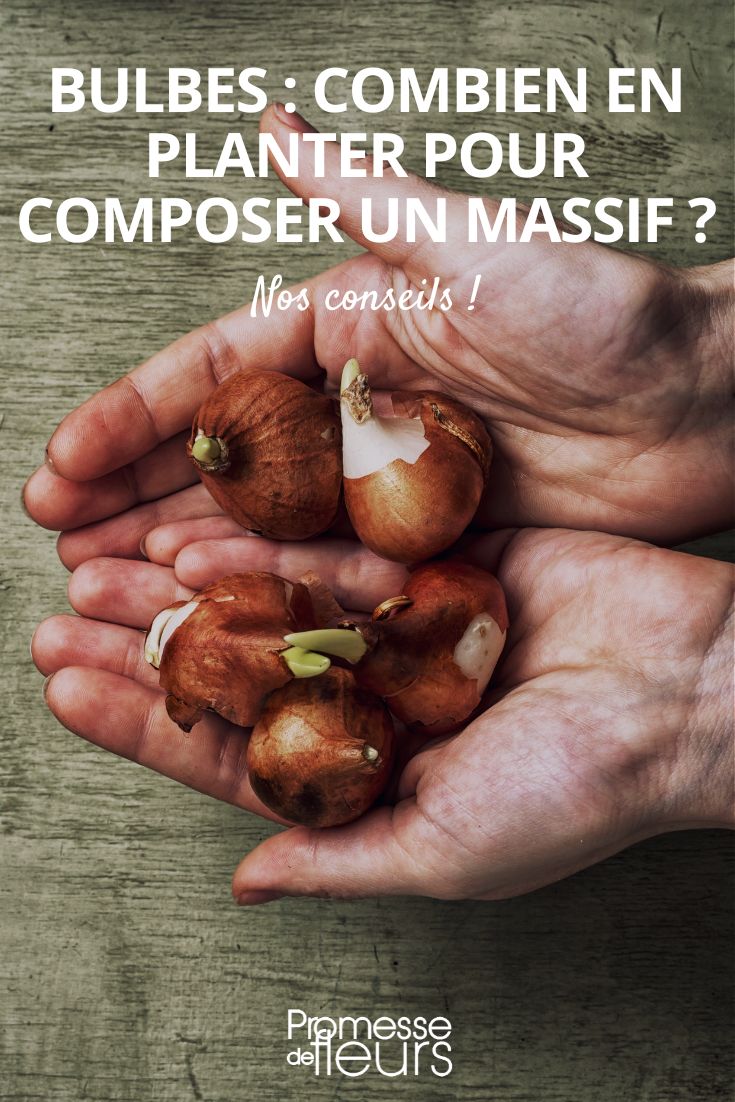 plantar bulbos: ¿cuántos?