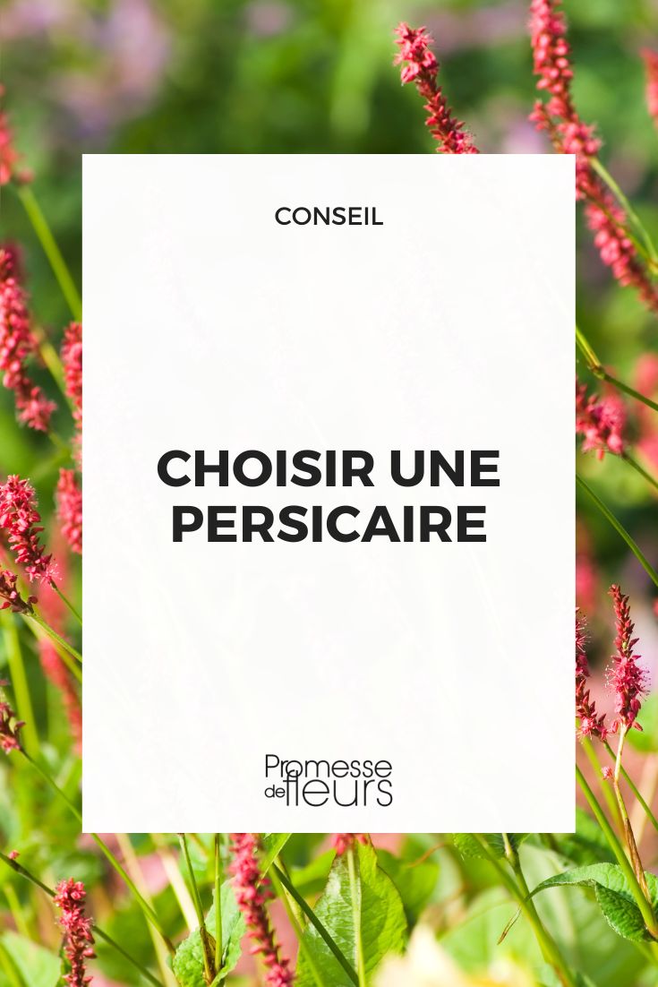 Persicaria (traducción directa, ya que es el nombre científico/botánico que se mantiene igual en español)  

*Nota: "Persicaria" es un género de plantas que no tiene traducción común al español, por lo que se conserva el nombre latino como en el original francés. En algunos contextos podría especificarse "Polígono" (nombre común de algunas especies del género), pero para un blog de jardinería profesional es más adecuado mantener el término botánico.*  

Si necesitas que desarrolle más contenido sobre esta planta (descripción, cuidados, variedades, etc.) en español, indícalo y con gusto lo elaboraré.