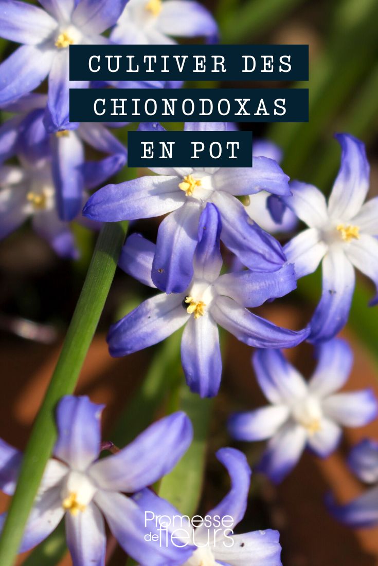 Cultivar chionodoxas en maceta
