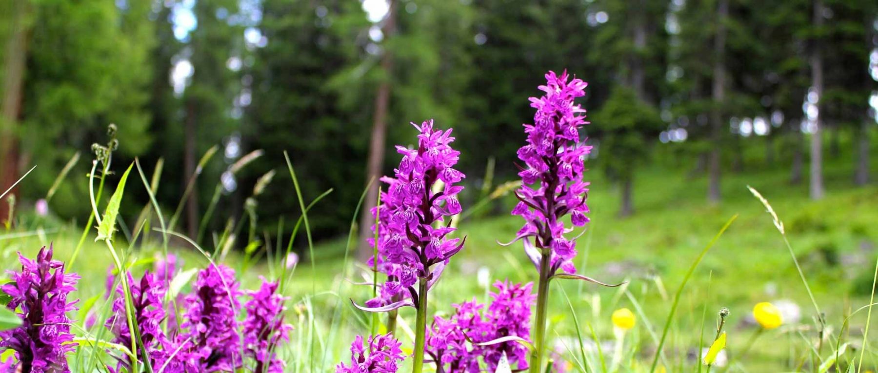 Dactylorhiza: plantación, cultivo y cuidados