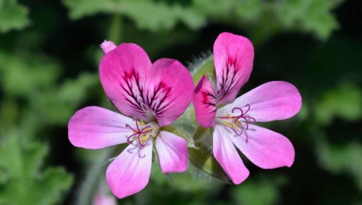 Geranio perfumado: plantación, cuidados, beneficios
