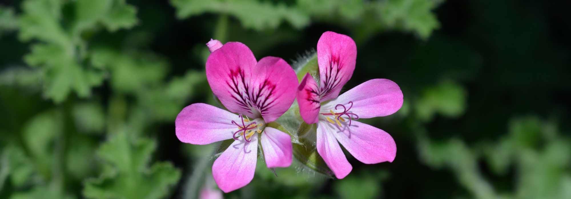 Geranio perfumado: plantación, cuidados, beneficios