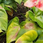 Reconocer, prevenir y tratar las quemaduras solares en las plantas