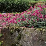 Los geranios vivaces que soportan la sequía