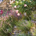 8 plantas perennes que resisten la sequía y el calor para un jardín romántico