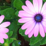 Osteospermum o Margarita del Cabo: conseguir un cultivo en maceta con éxito