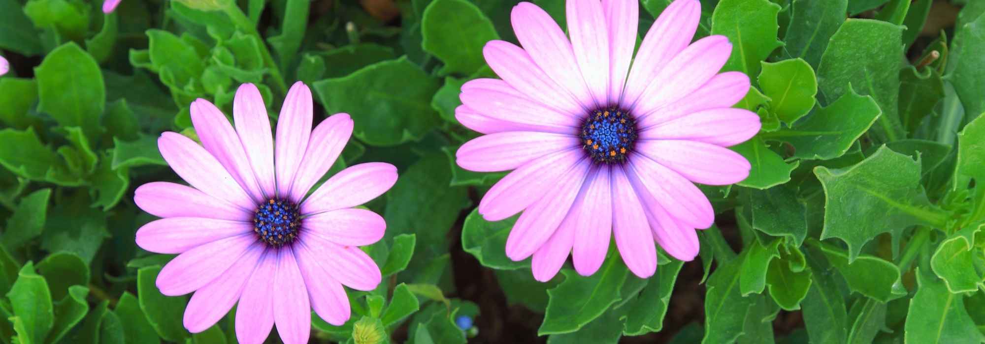 Osteospermum o Margarita del Cabo: conseguir un cultivo en maceta con éxito