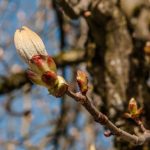 ¿Todavía se puede confiar en las referencias estacionales y fenológicas en el jardín?