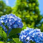 Proteger tus Hortensia de la ola de calor