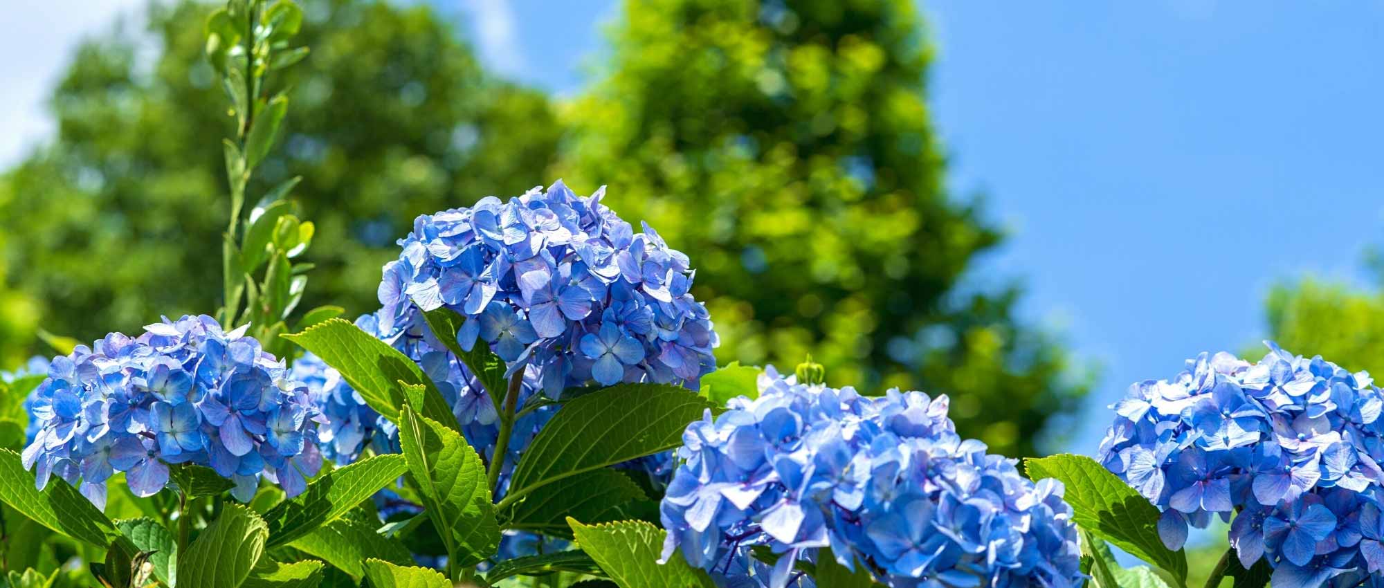 Proteger tus Hortensia de la ola de calor