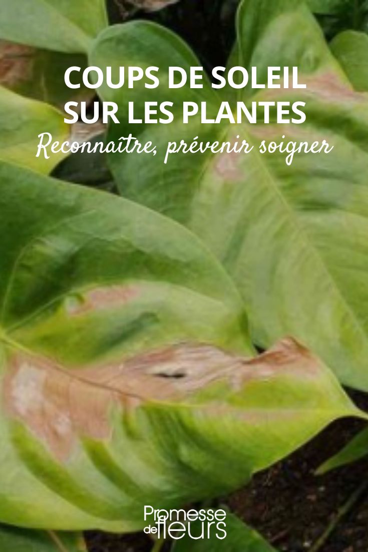 quemadura de la planta