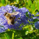 7 arbustos Melíferas que Resisten a la sequía