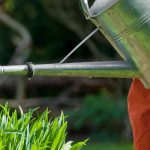 El riego de las plantas durante o después de una sequía