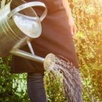 ¿Hay que regar las plantas a pleno sol?