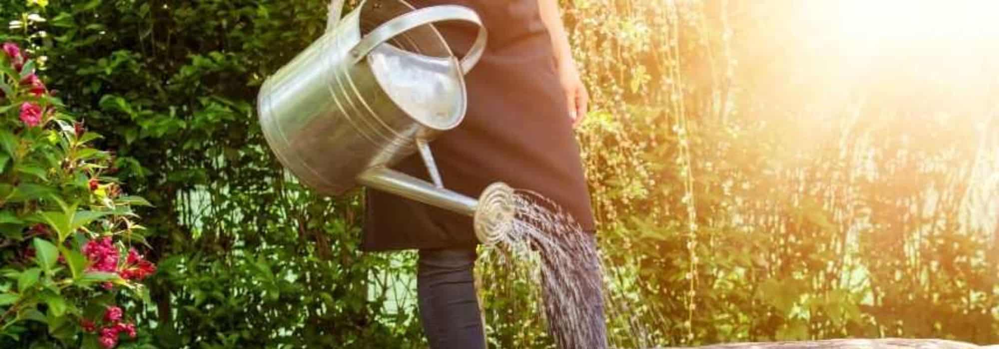 ¿Hay que regar las plantas a pleno sol?