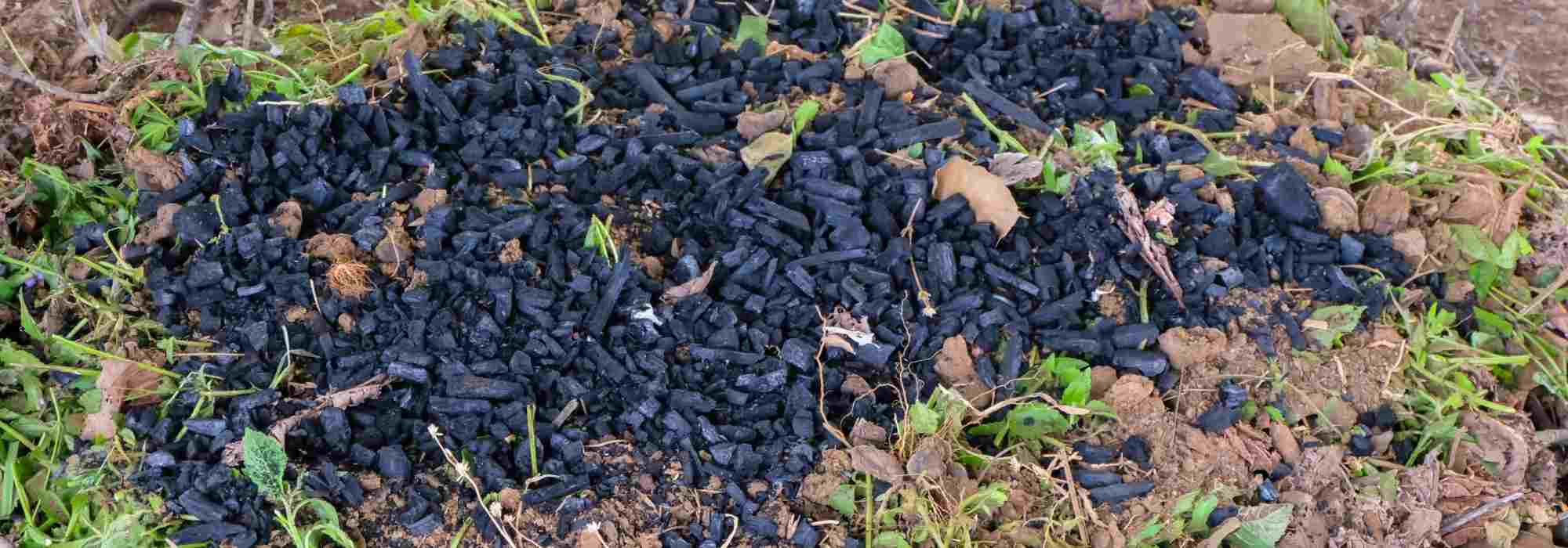 El biochar: ¿qué es?