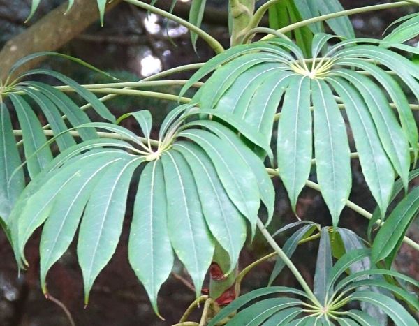 Hacer un esqueje de Schefflera
