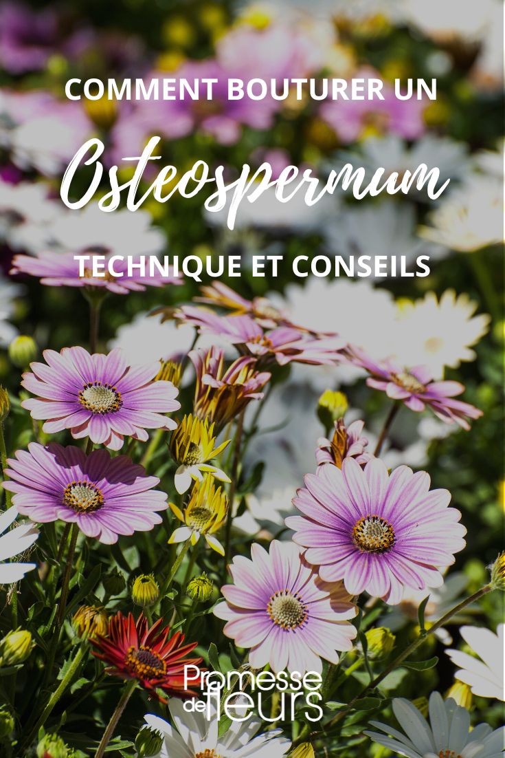esquejar un osteospermum
