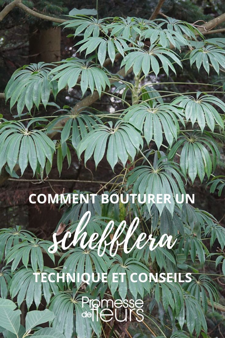 esquejar un schefflera
