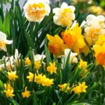 5 bulbos de primavera fáciles para principiantes