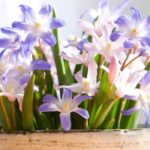 Cultivar Chionodoxa en macetas