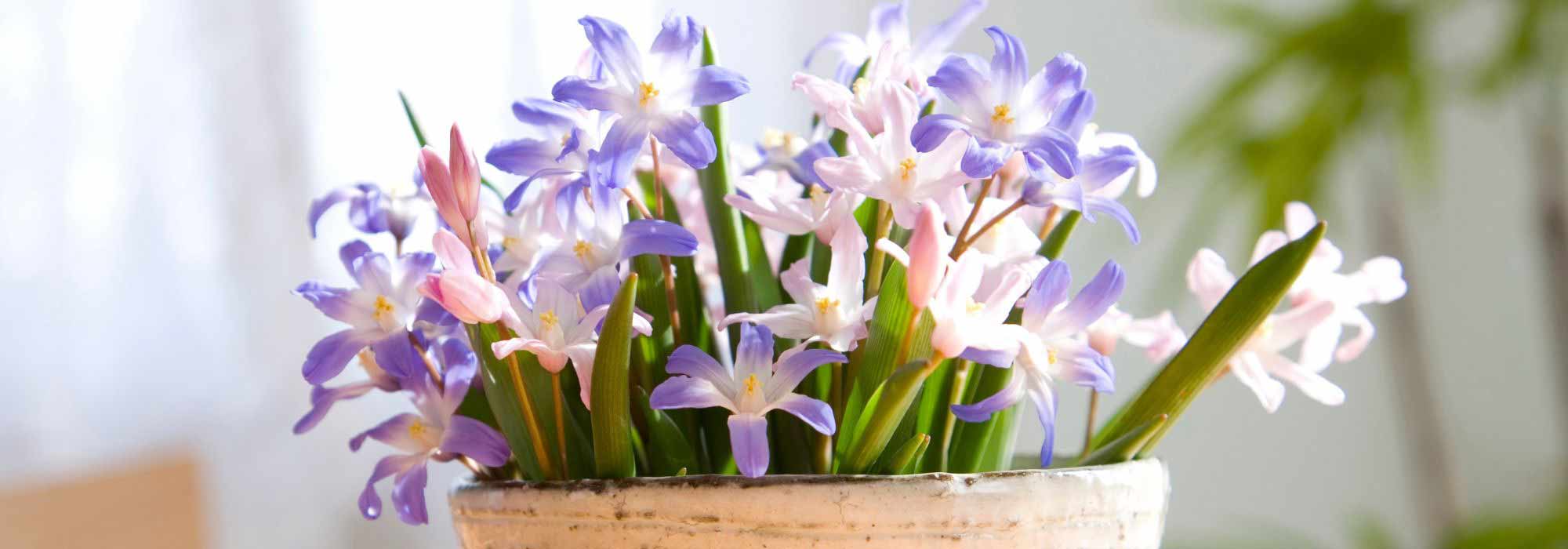 Cultivar Chionodoxa en macetas