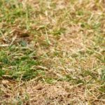 Cómo cuidar el césped en caso de ola de calor