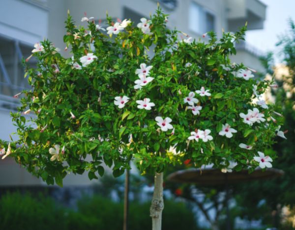 Formar un hibisco como árbol