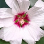 Asociar las malvarrosas