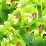 Las Euphorbias para suelo seco