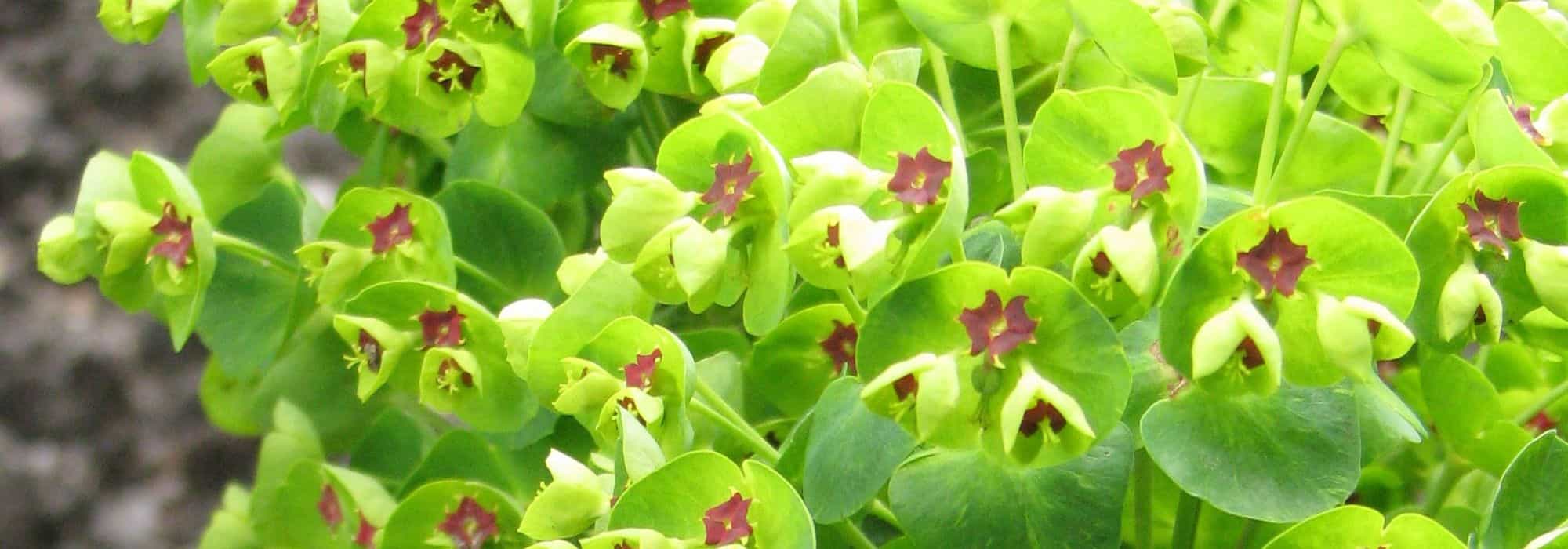 Las Euphorbias para suelo seco