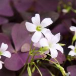 Cultivar oxalis en maceta
