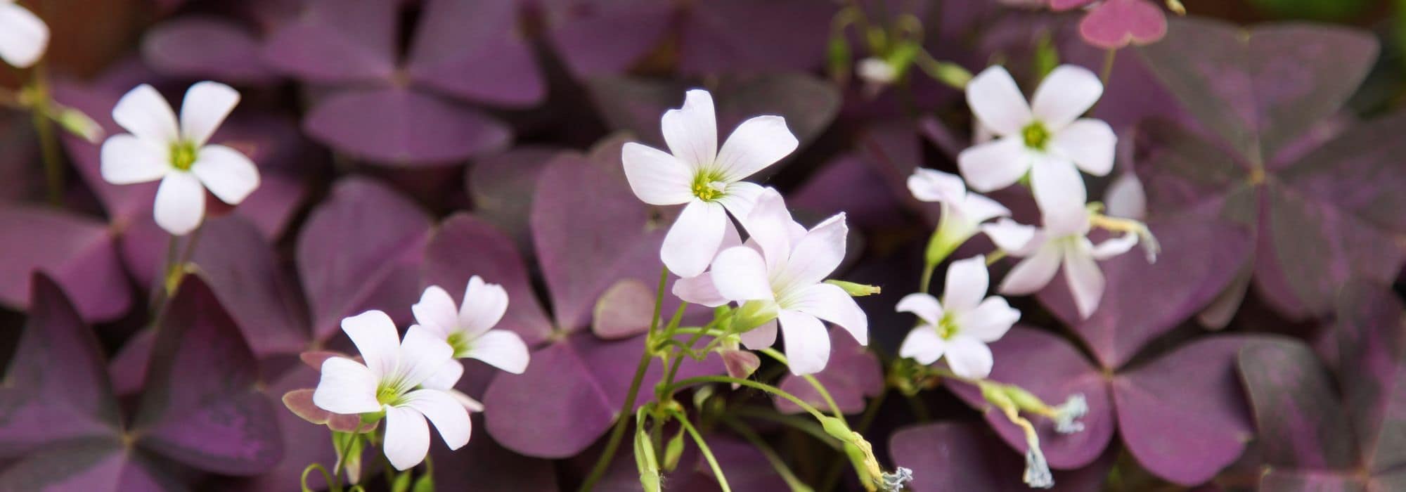 Cultivar oxalis en maceta
