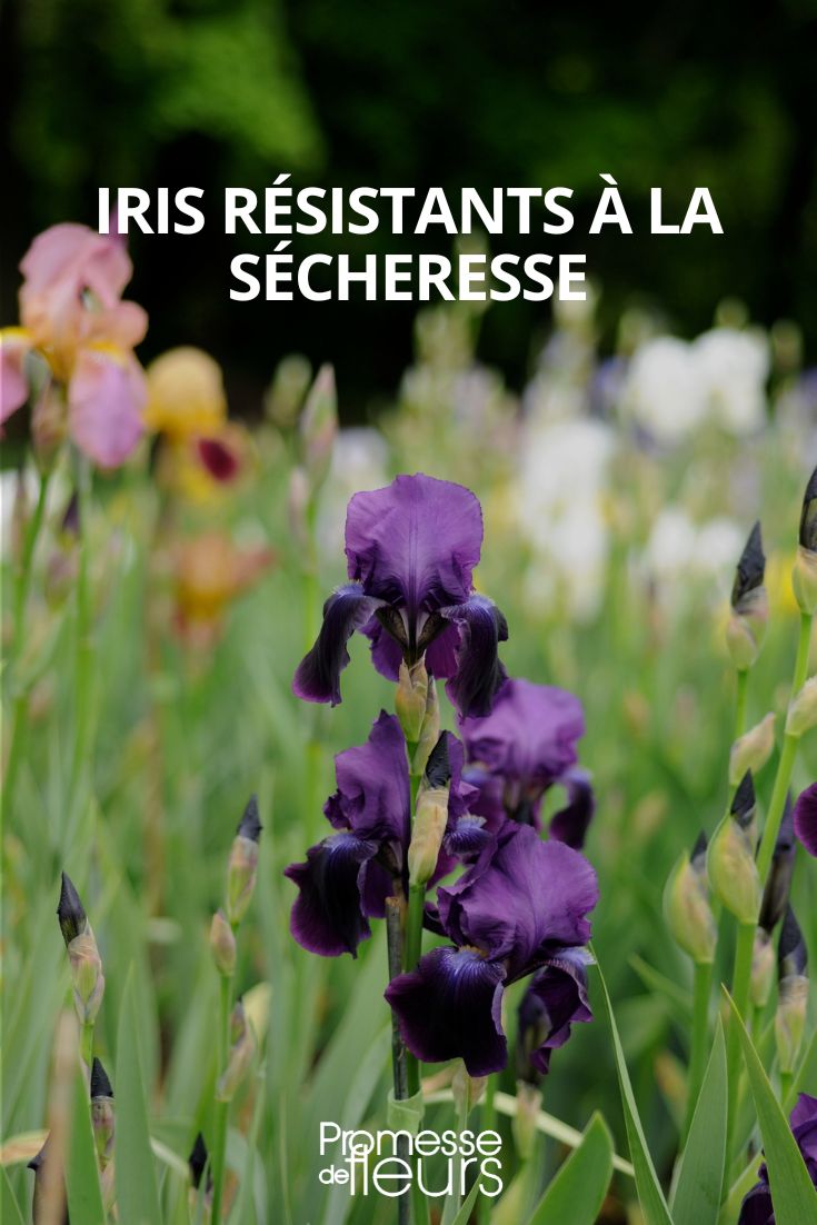 iris resistente a la sequía