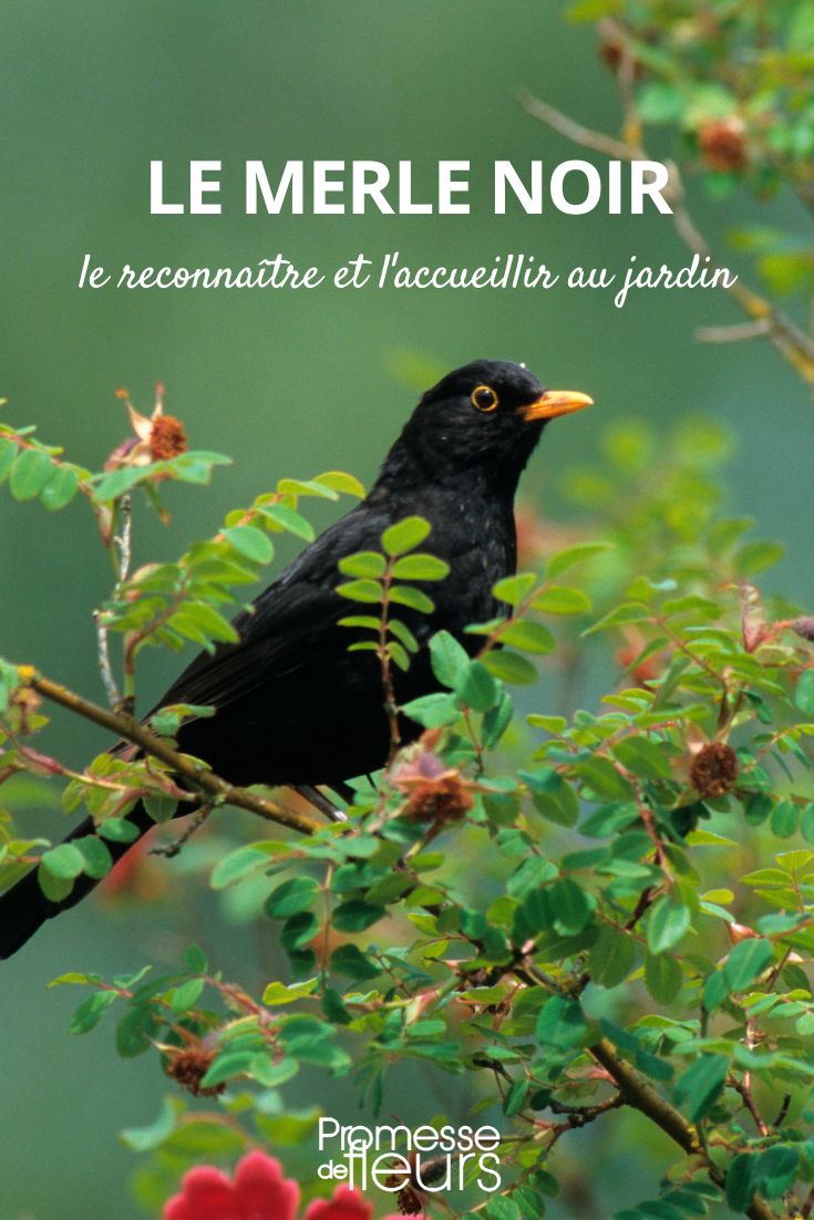 Mirlo común: todo lo que necesitas saber