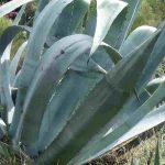 7 plantas suculentas resistentes