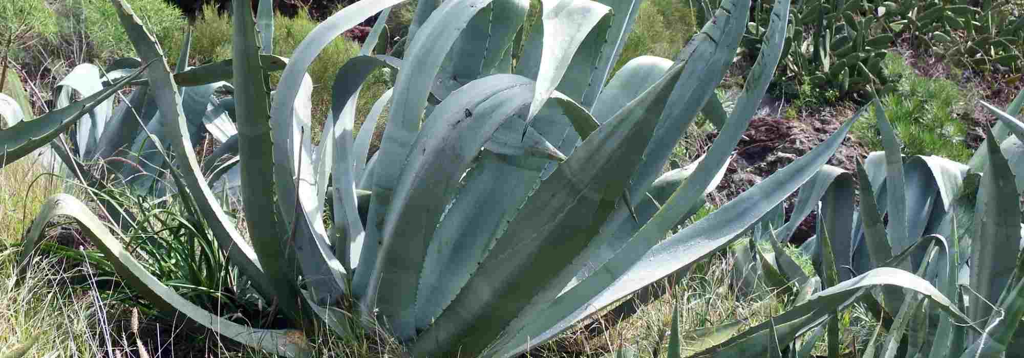 7 plantas suculentas resistentes