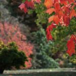 ¿Plantar en otoño: es este el mejor período?