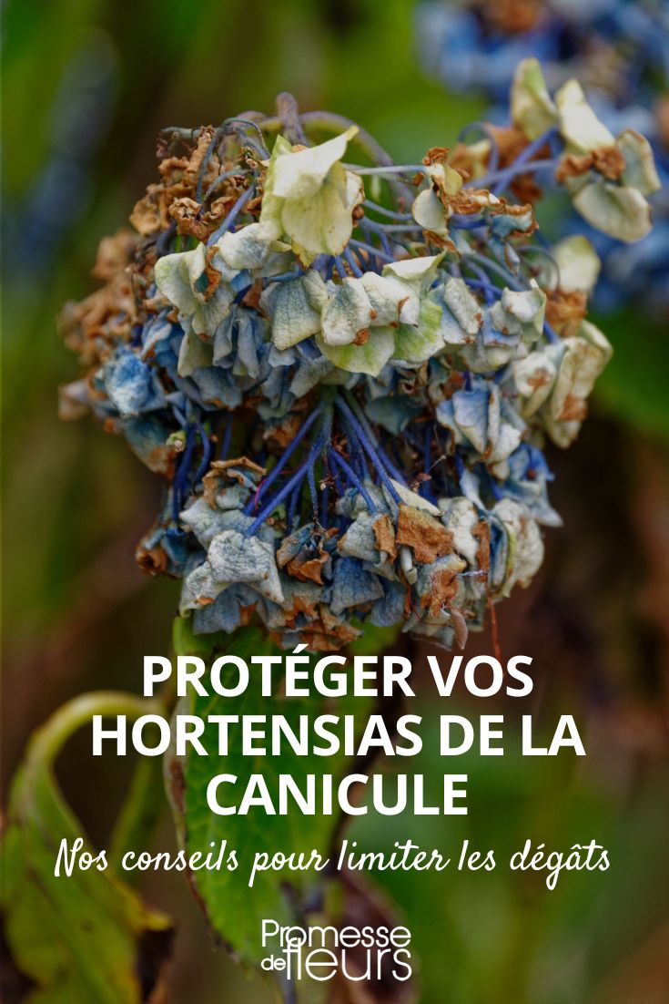 proteger los hortensias del calor extremo