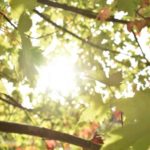 Sequía: mi árbol pierde sus hojas, ¿qué está pasando?