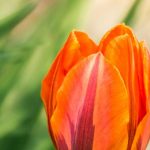 Tulipanes: nuestros consejos para escalonar las Floraisons