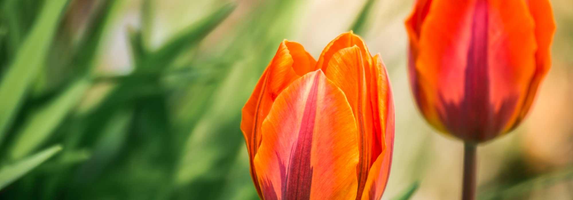 Tulipanes: nuestros consejos para escalonar las Floraisons