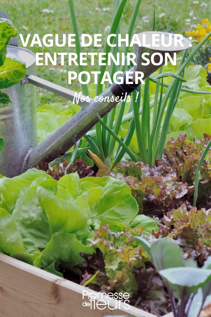 ola de calor, cómo cuidar tu huerto