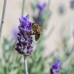 9 vivácea mellífera que resiste a la sequía