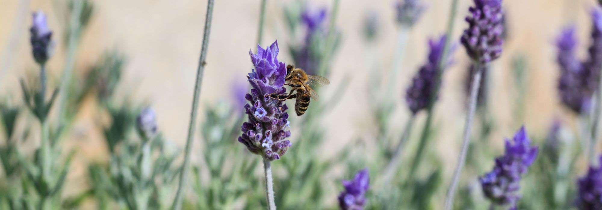 9 vivácea mellífera que resiste a la sequía