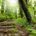 5 buenas razones para plantar hiedras