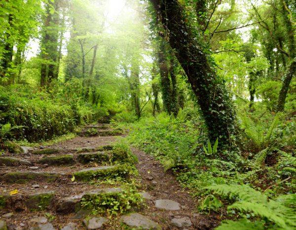 5 buenas razones para plantar hiedras