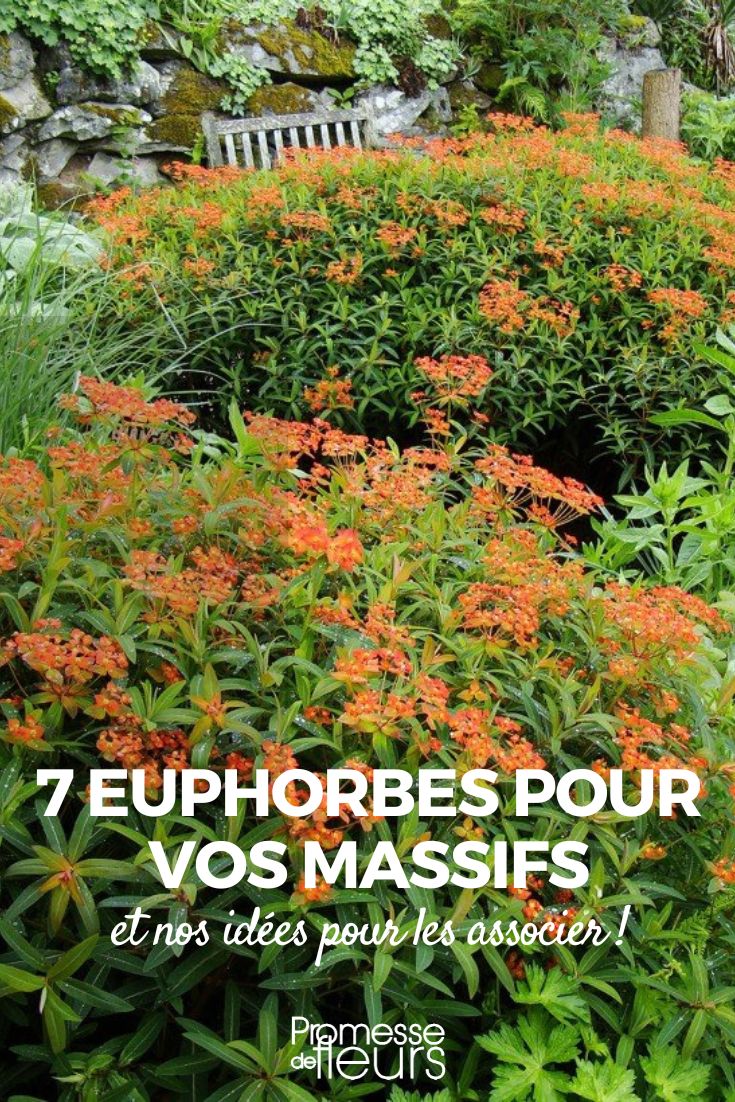 7 euforbias para macizos florales