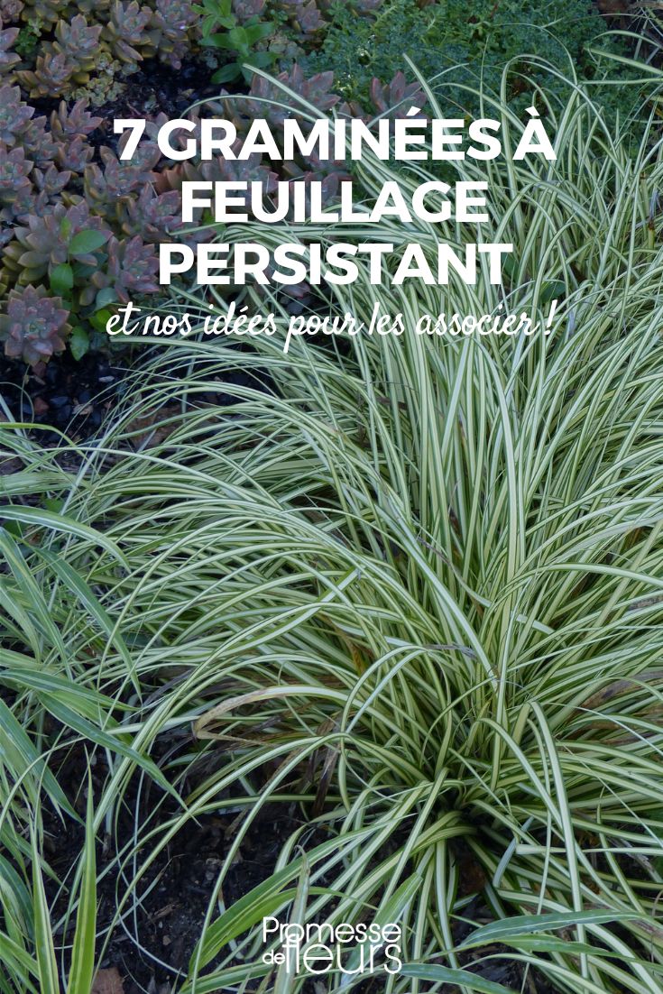7 gramíneas de follaje perenne