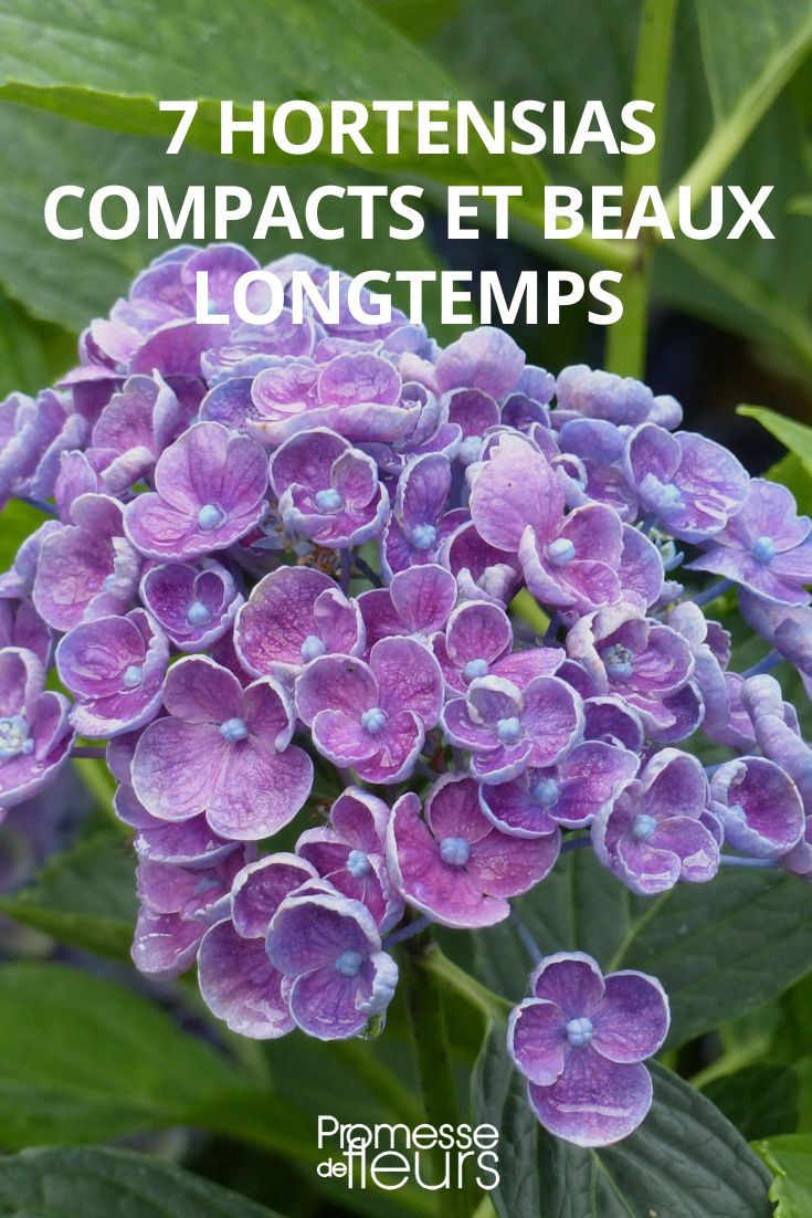 7 hortensias compactos y hermosos por mucho tiempo